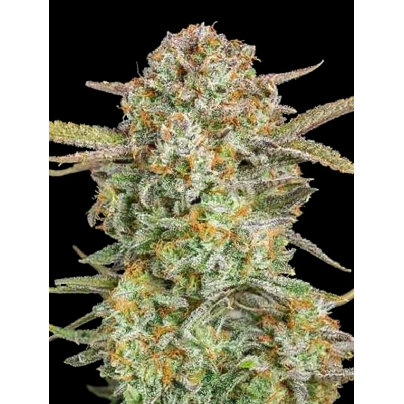 Auto Bruce Banner XXL · Advanced Seeds · cannabis seeds · AutoFem