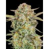 Auto Bruce Banner XXL · Advanced Seeds · semi di canapa · AutoFem