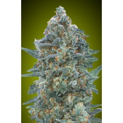 Auto Critical Lemon CBD · Advanced Seeds · kenevir tohum - Disi · AutoFem