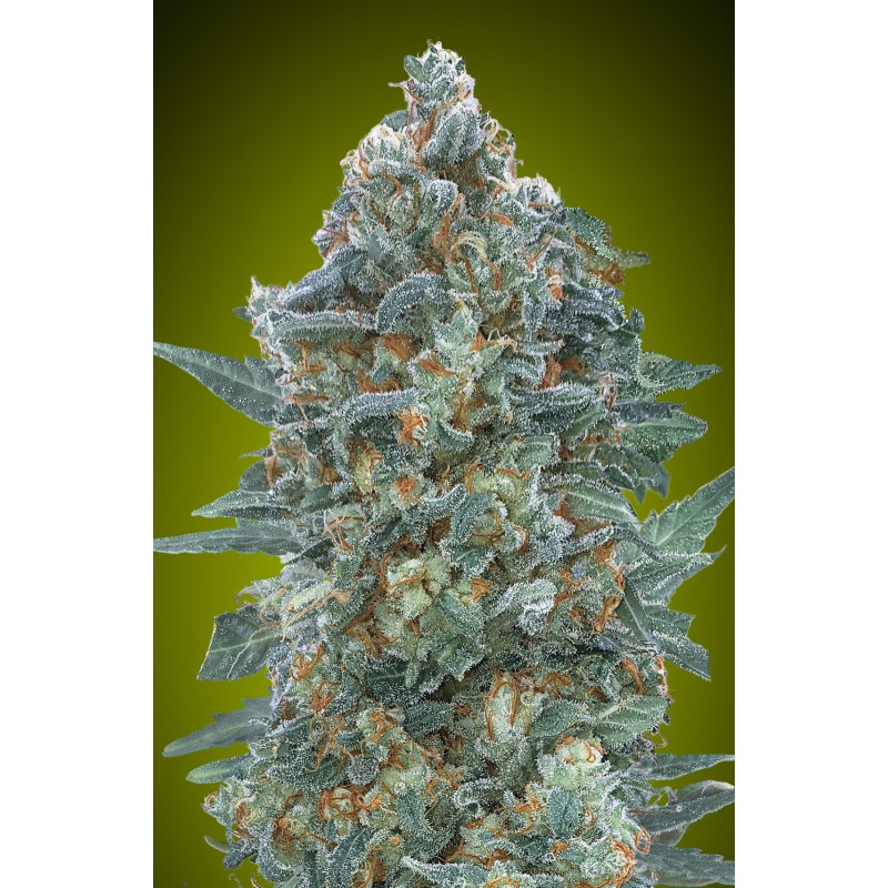 Auto Critical Lemon CBD · Advanced Seeds · sementes de maconha · AutoFem