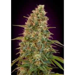 Auto Zkittlez · Advanced Seeds · sementes de maconha · AutoFem