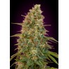 Auto Zkittlez · Advanced Seeds · semi di canapa · AutoFem