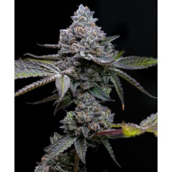 APPLE FRITTER · Barneys Farm · cannabis seeds · Fem