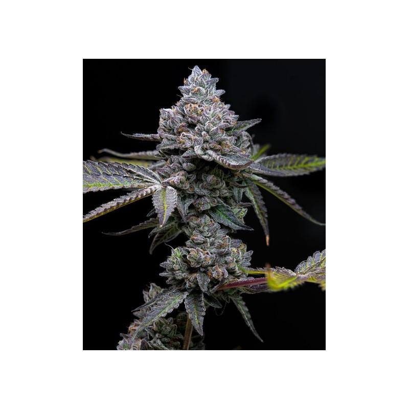 APPLE FRITTER · Barneys Farm · sementes de maconha · Fem