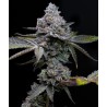 APPLE FRITTER · Barneys Farm · cannabis seeds · Fem