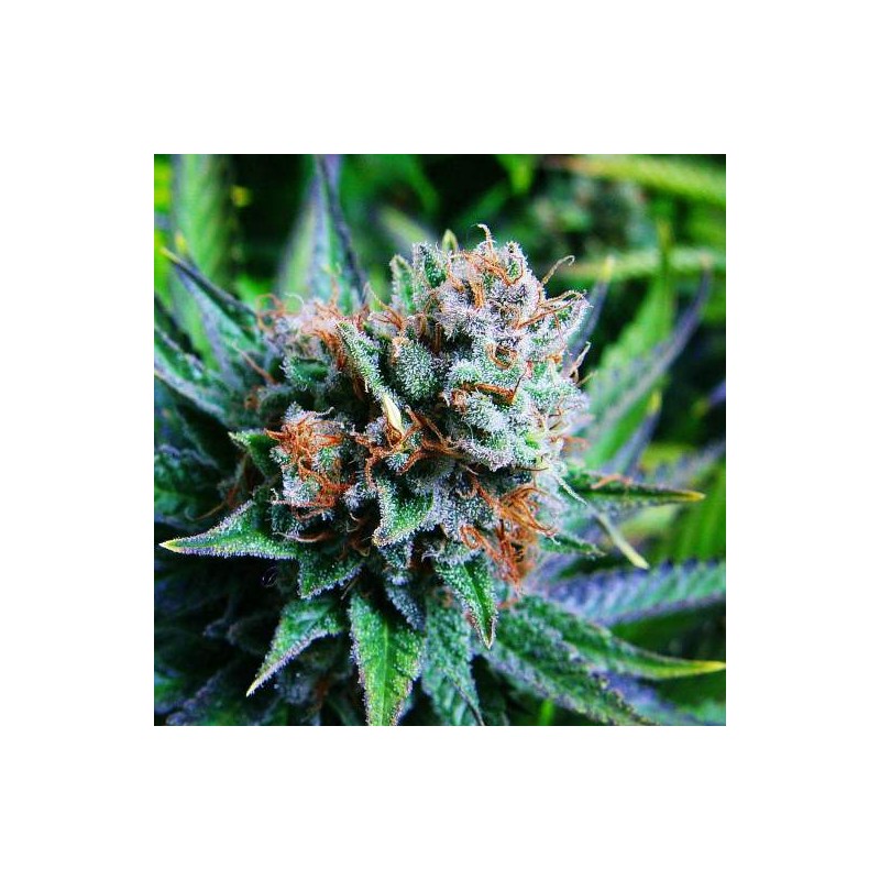 BLUE DREAM · Barneys Farm · cannabis seeds · Fem