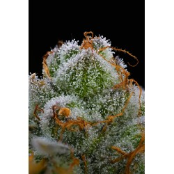 BLUE DREAM · Barneys Farm · kenevir tohum · Disi · Fem