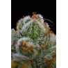 BLUE DREAM · Barneys Farm · semi di canapa · Fem