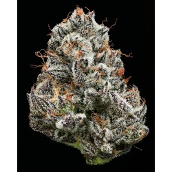 BLACK CHERRY GUSHERS · Barneys Farm · semi di canapa · Fem