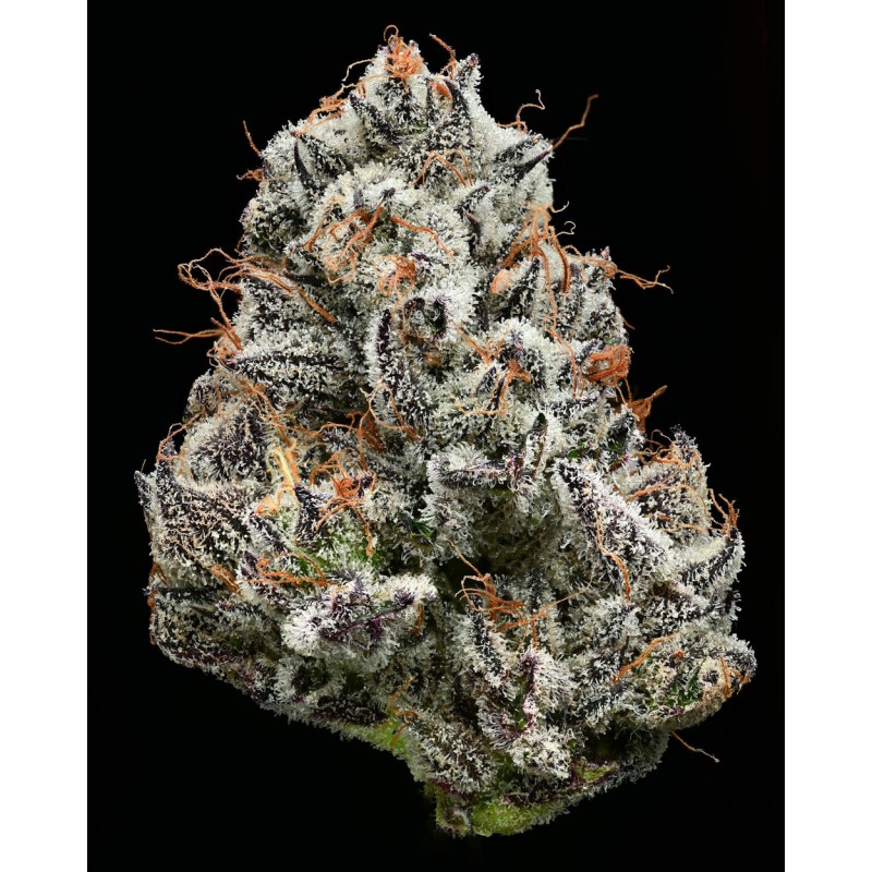 BLACK CHERRY GUSHERS · Barneys Farm · sementes de maconha · Fem