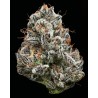 BLACK CHERRY GUSHERS · Barneys Farm · sementes de maconha · Fem