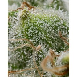 BRUCE BANNER · Barneys Farm · sementes de maconha · Fem