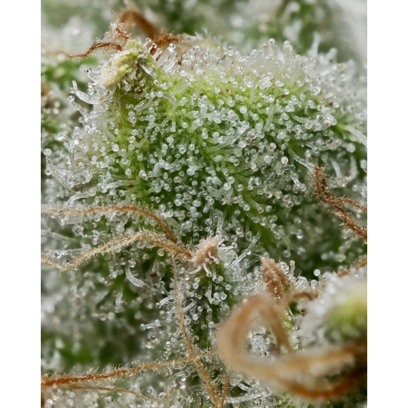 BRUCE BANNER · Barneys Farm · Kaufen Cannabis Samen · Fem