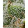 BRUCE BANNER · Barneys Farm · Kaufen Cannabis Samen · Fem
