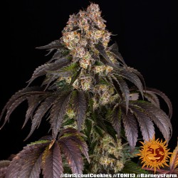 GIRL SCOUT COOKIES · Barneys Farm · sementes de maconha · Fem