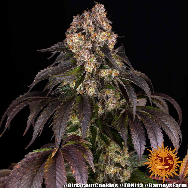 Ayahuasca Purple | Barneys Farm | Kaufen Cannabis Samen