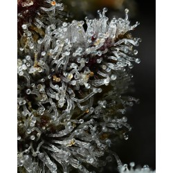 LEMON CHERRY GELATO · Barneys Farm · semi di canapa · Fem