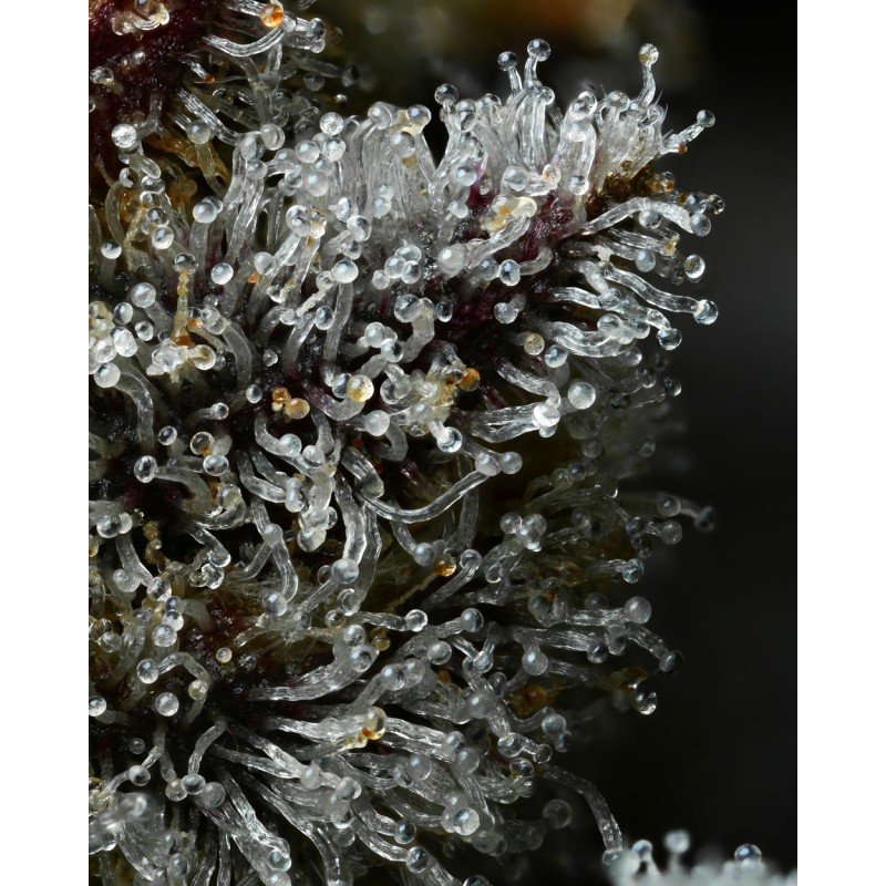 LEMON CHERRY GELATO · Barneys Farm · semi di canapa · Fem