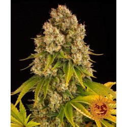 CHEESE AUTO · Barneys Farm · cannabis seeds · AutoFem