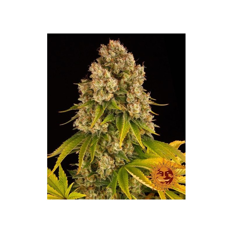 CHEESE AUTO · Barneys Farm · cannabis seeds · AutoFem