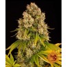 CHEESE AUTO · Barneys Farm · semi di canapa · AutoFem