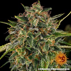 CHEESE · Barneys Farm ·...