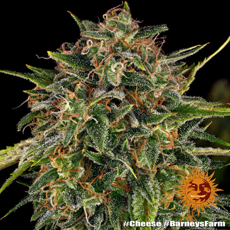CHEESE · Barneys Farm  · kenevir tohum · Disi · Fem