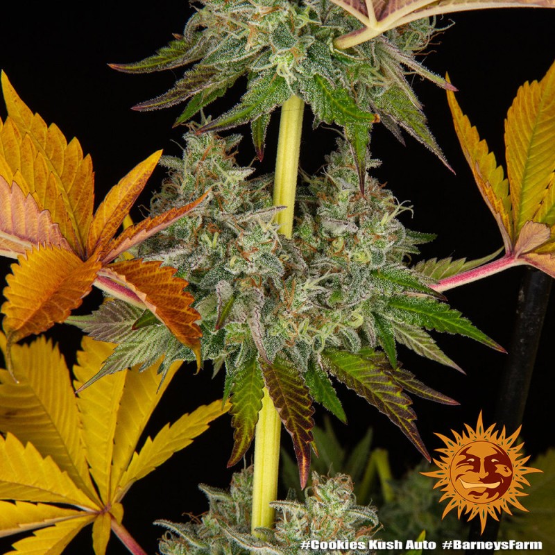 COOKIES KUSH AUTO · Barneys Farm · semi di canapa · AutoFem