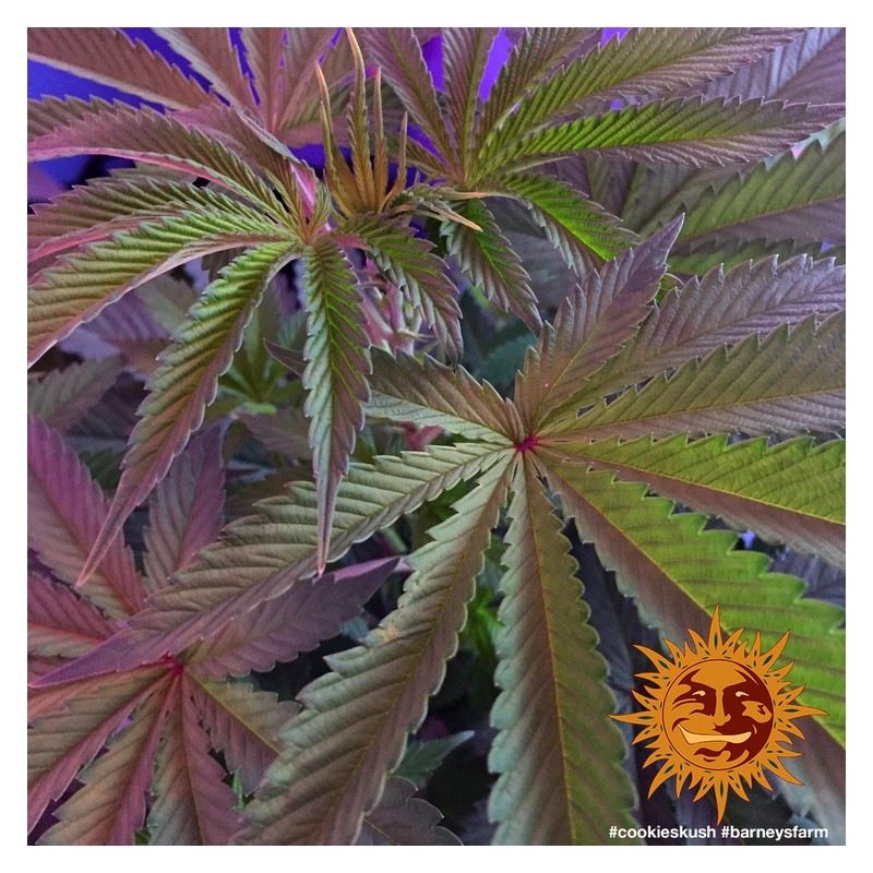 COOKIES KUSH · Barneys Farm · cannabis seeds · Fem