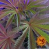 COOKIES KUSH · Barneys Farm · semi di canapa indiana · Fem