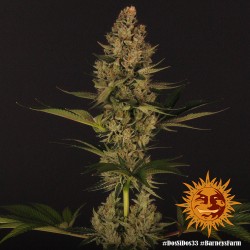 DOS SI DOS 33 · Barneys Farm · sementes de maconha · Fem