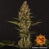 DOS SI DOS 33 · Barneys Farm · Fem · kaufen cannabis samen · Fem