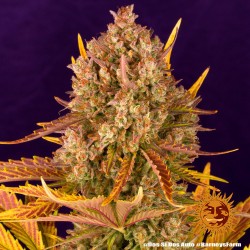DOS SI DOS AUTO · Barneys Farm · cannabis seeds · AutoFem