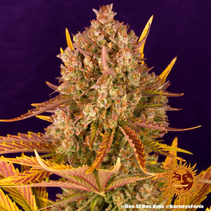 DOS SI DOS AUTO · Barneys Farm · semi di canapa · AutoFem