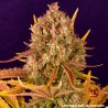 DOS SI DOS AUTO · Barneys Farm · semi di canapa · AutoFem