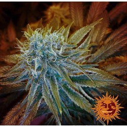 G13 HAZE | Barneys Farm |...