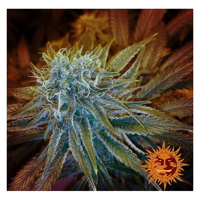 G13 HAZE · Barneys Farm · semi di canapa · Fem