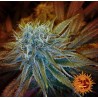 G13 HAZE · Barneys Farm · semi di canapa · Fem
