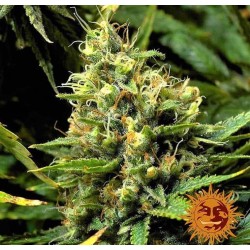 ACAPULCO GOLD · Barneys Farm · semi di canapa  · Fem