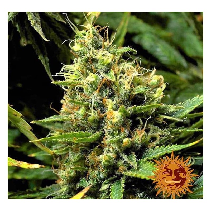 ACAPULCO GOLD · Barneys Farm · semi di canapa  · Fem