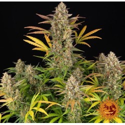 AMNESIA HAZE AUTO · Barneys Farm · cannabis seeds · AutoFem