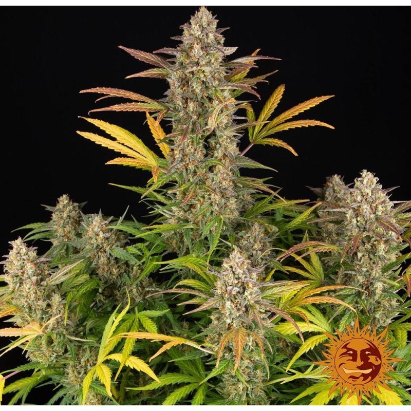 AMNESIA HAZE AUTO · Barneys Farm · semi di canapa · AutoFem