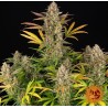 AMNESIA HAZE AUTO · Barneys Farm · semi di canapa · AutoFem