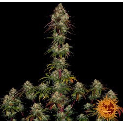 AMNESIA LEMON · Barneys Farm · cannabis seeds · Fem