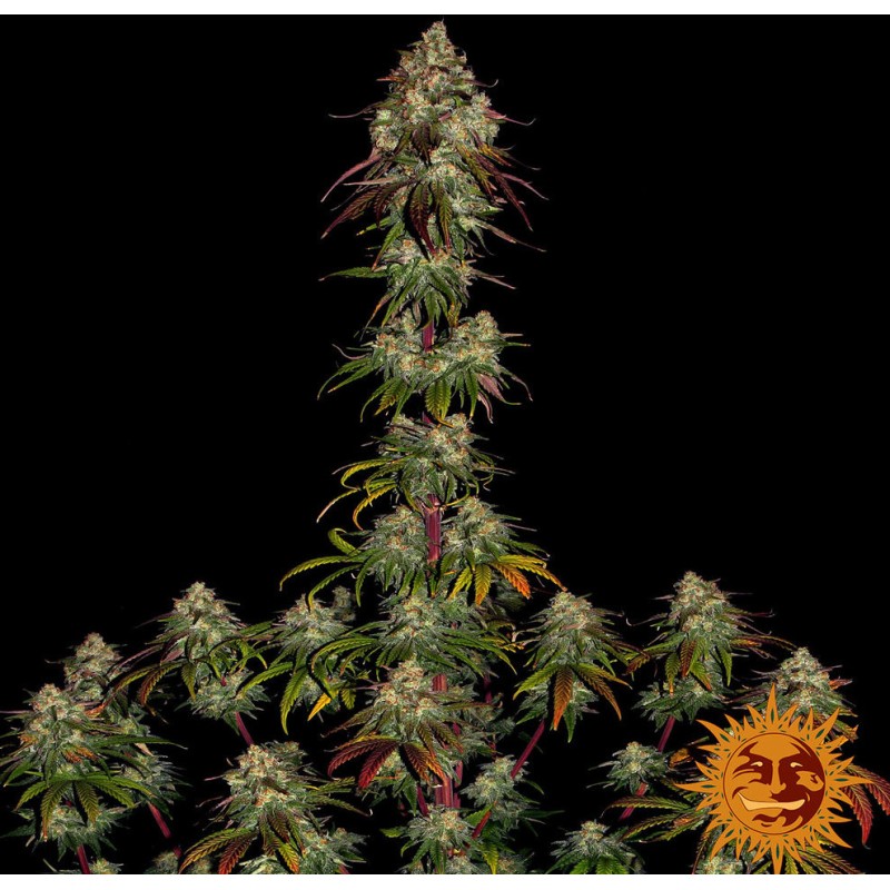 AMNESIA LEMON · Barneys Farm · cannabis seeds · Fem