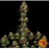 Amnesia Lemon – Sementes Feminizadas Barney’s Farm