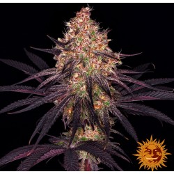 AYAHUASCA PURPLE · Barneys Farm · sementes de maconha · Fem