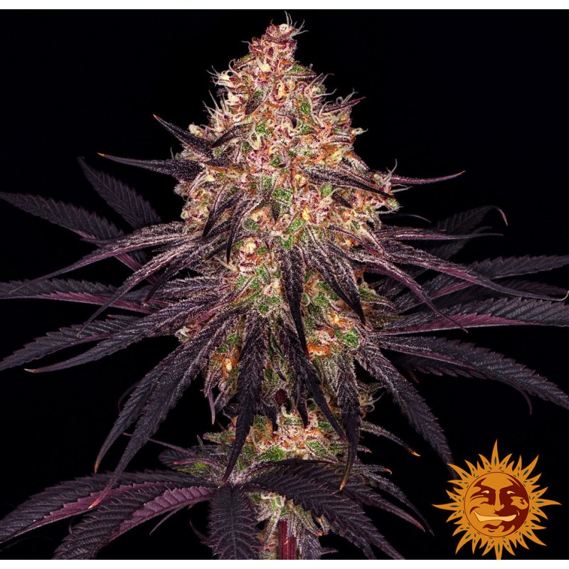 AYAHUASCA PURPLE · Barneys Farm · sementes de maconha · Fem