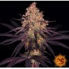 AYAHUASCA PURPLE · Barneys Farm · sementes de maconha · Fem