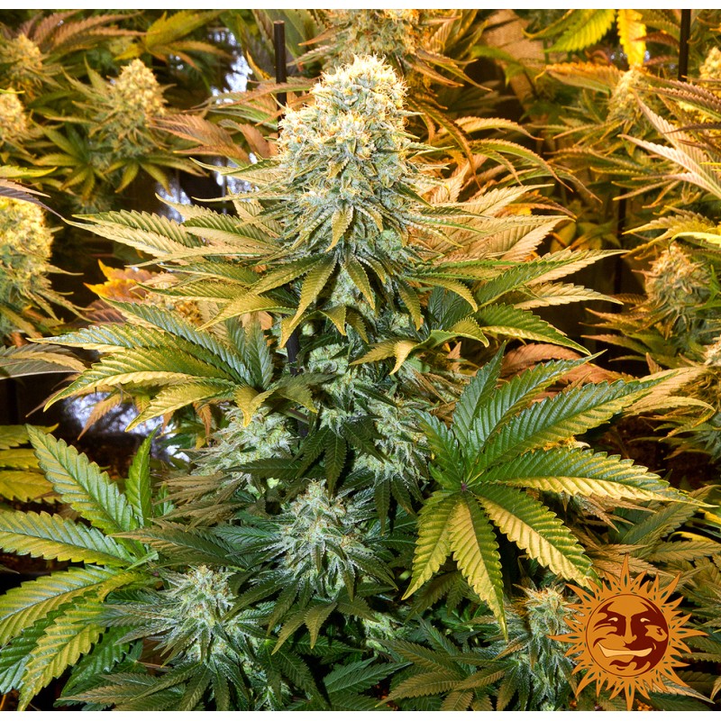 BANANA PUNCH · Barneys Farm · semi di canapa  · Fem